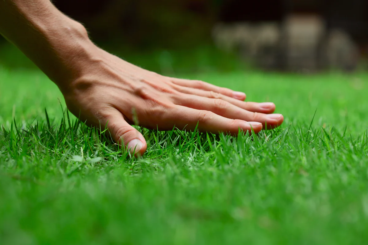 Grass icon